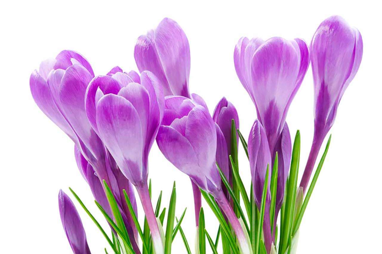 Фотообои в интерьере сиреневые крокусы  9-068 фото