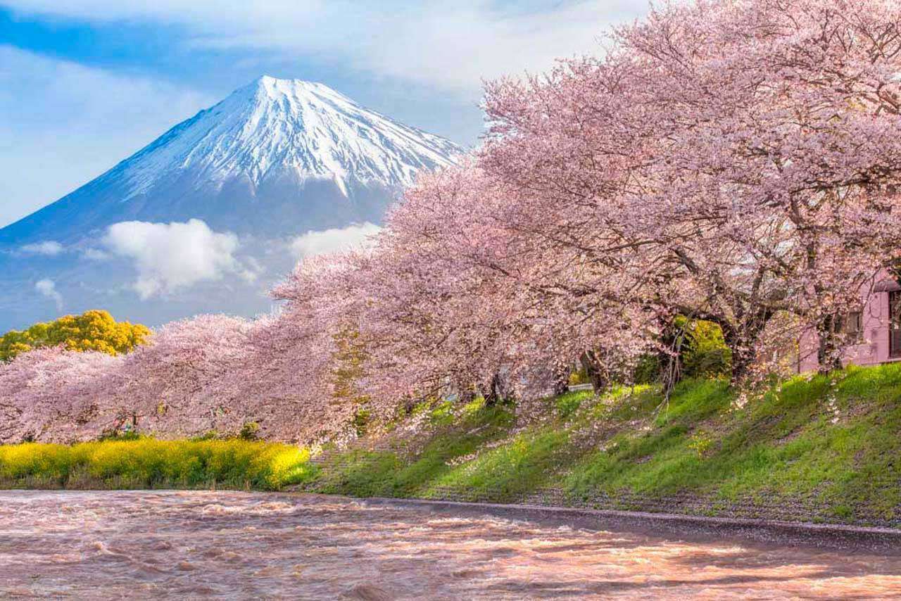 Фотообои в интерьере цветущая сакура возле горы фудзи  10-016 фото