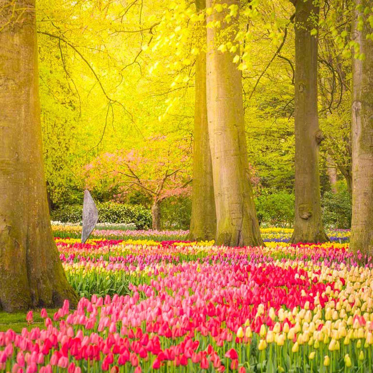 Фотообои в интерьере полянка тюльпанов в лесу  10-142 фото