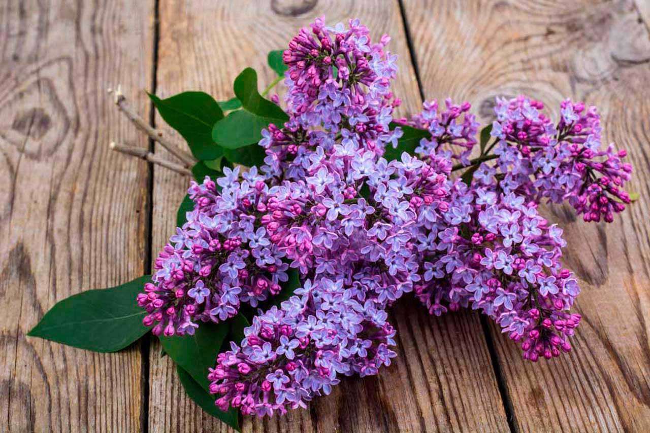 Фотообои в интерьере лиловая сирень  10-059 фото