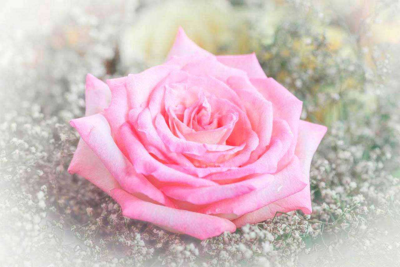 Фотообои в интерьере нежная роза художественная  10-244 фото