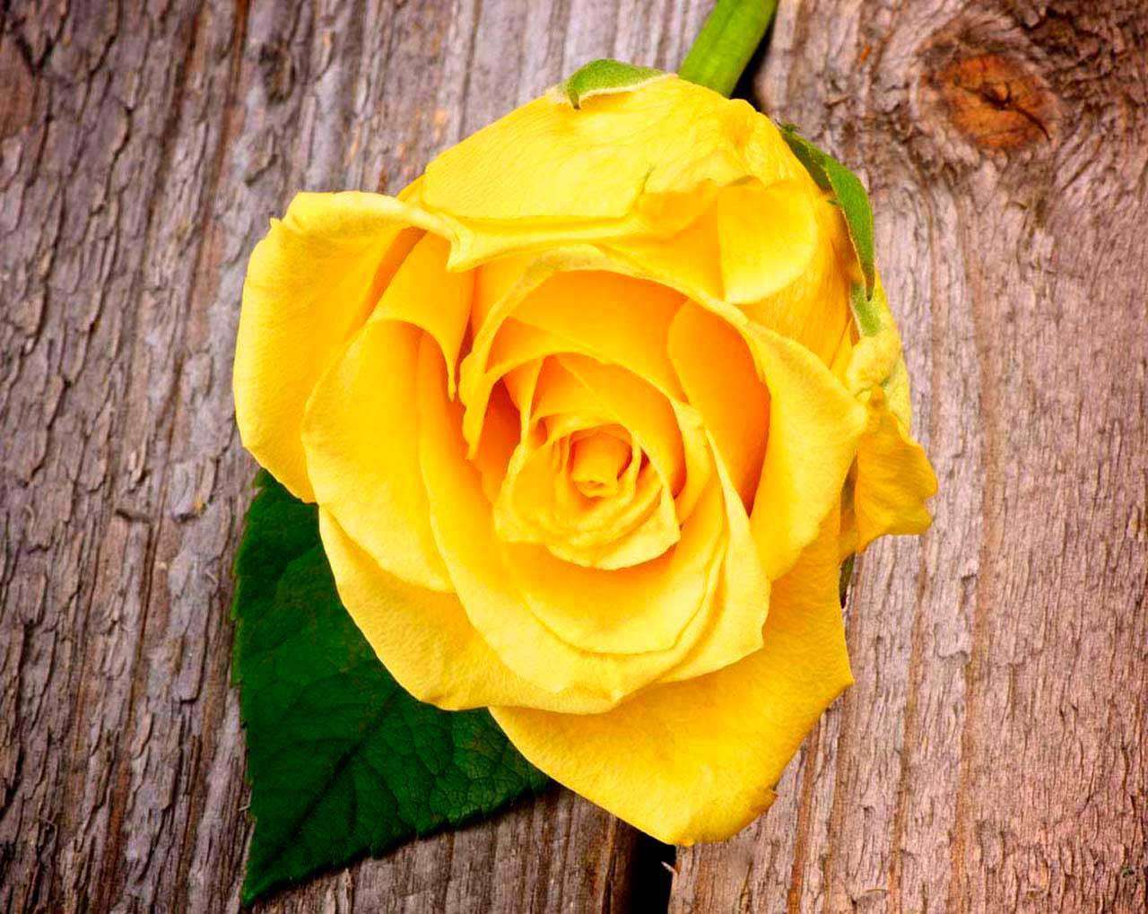 Фотообои в интерьере желтая роза на фоне дерева  10-303 фото