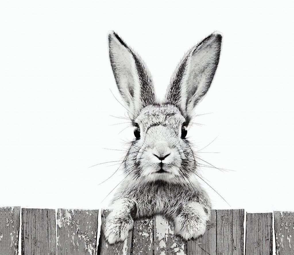 Фотообои в интерьере серый зайка  14-490 фото