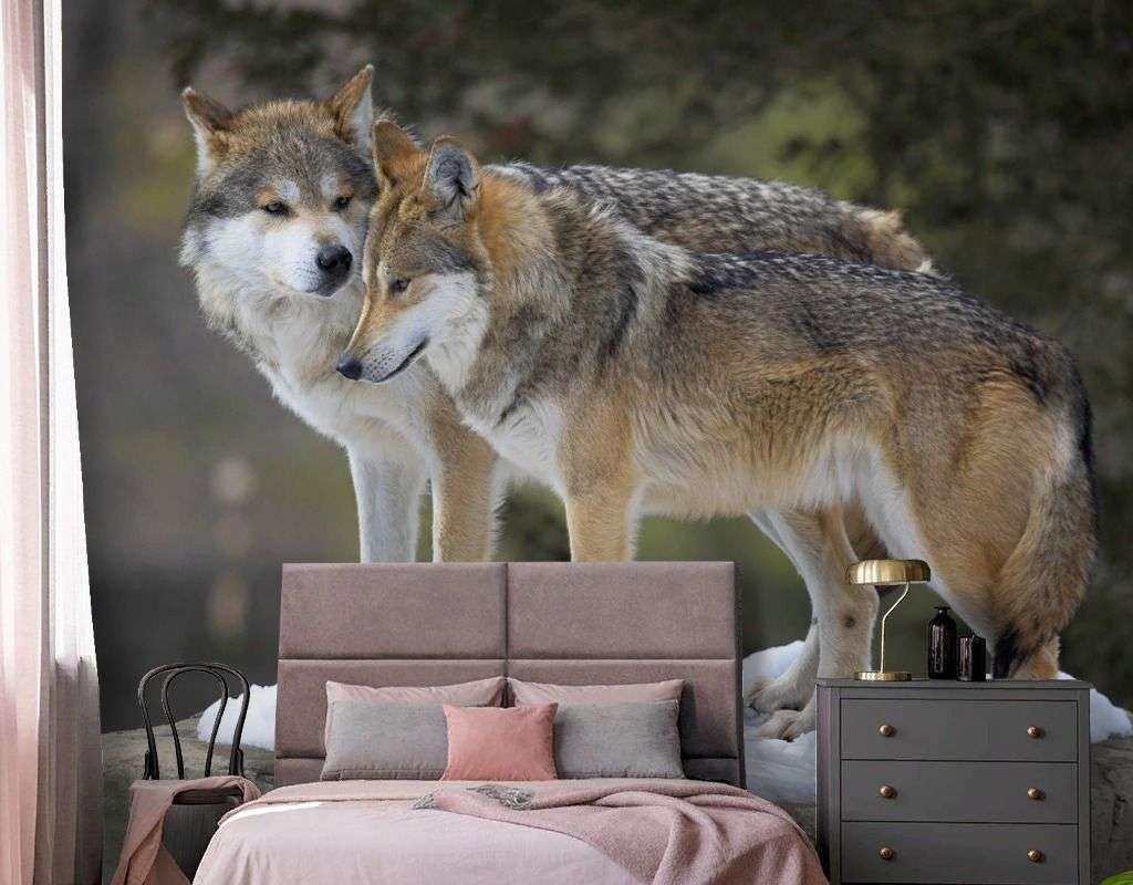 Фотообои в интерьере волки. двое.  9-2068 фото