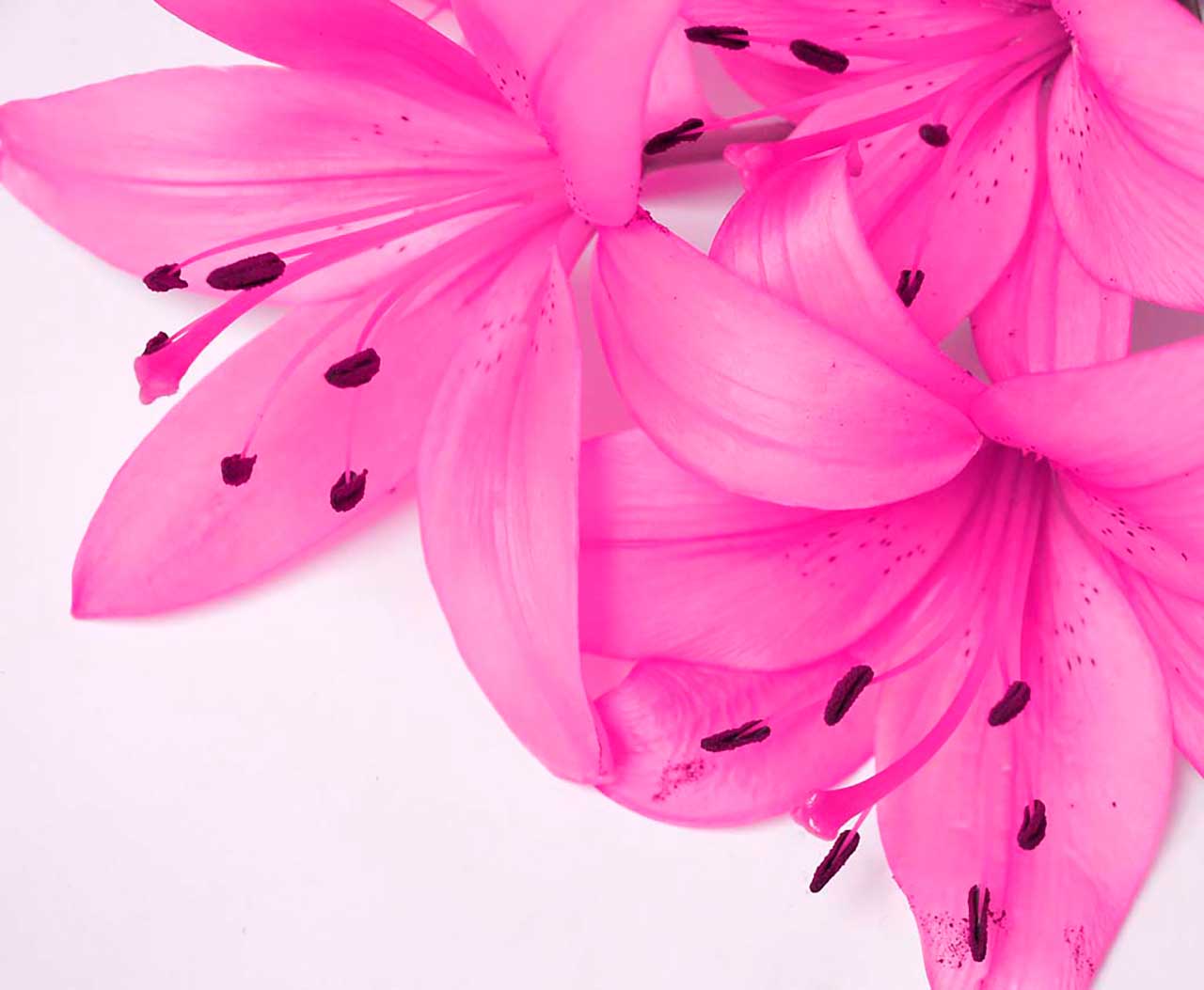 Фотообои в интерьере розовый цветок  9-062 фото