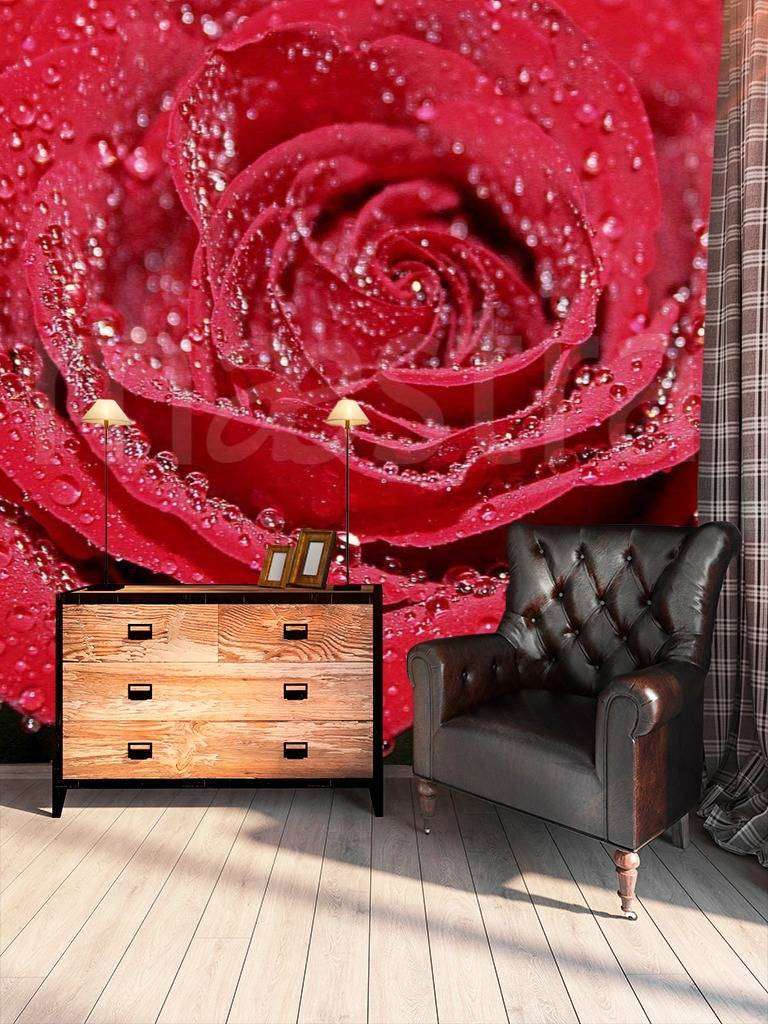 Фотообои Красная роза красивая с каплями росы  10-274