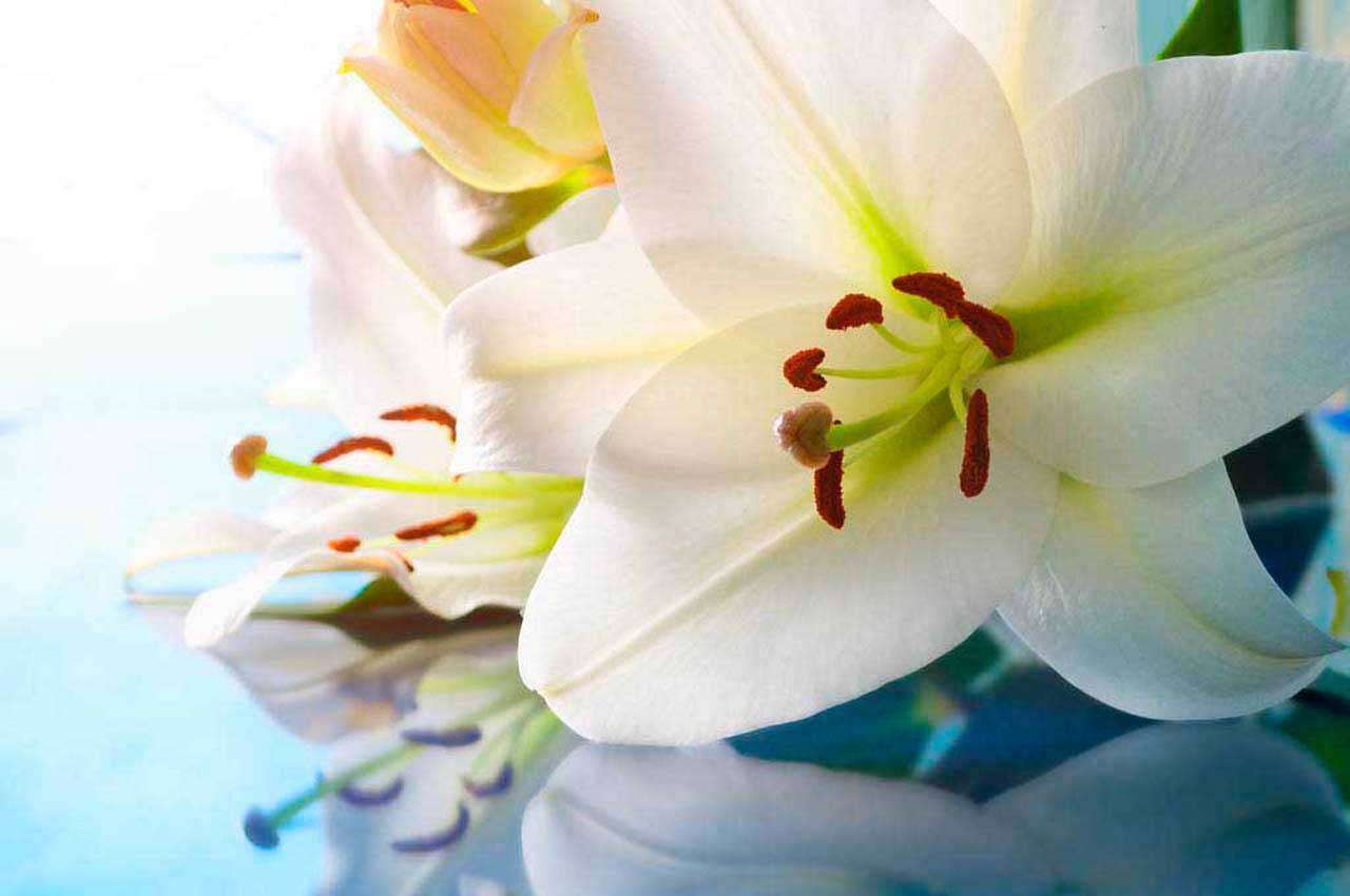 Фотообои в интерьере лилия на зеркале  10-370 фото