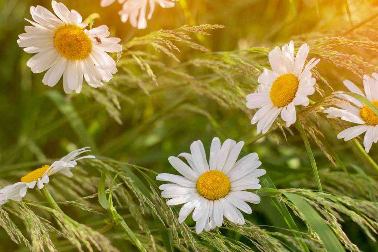 Фотообои в интерьере нежные ромашки  10-342 фото