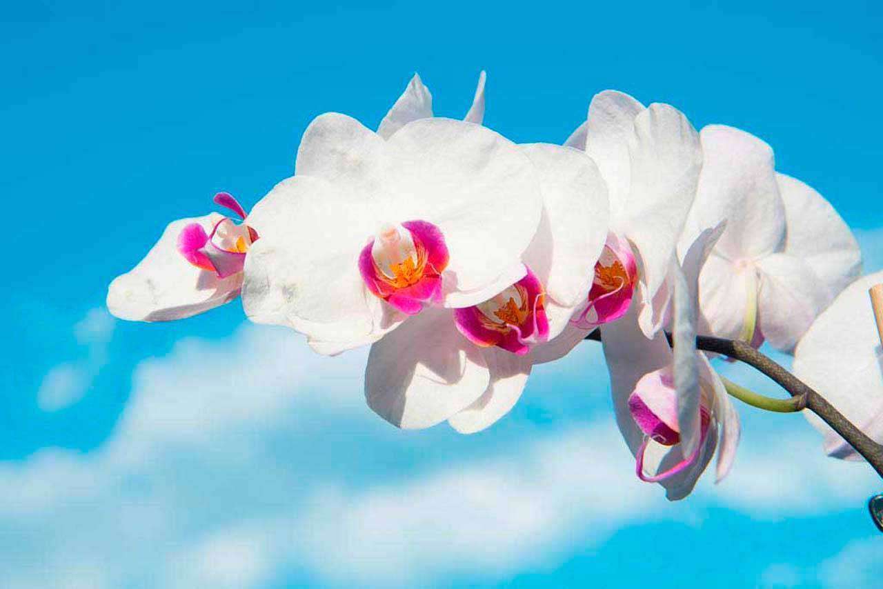 Фотообои в интерьере белая орхидея на фоне неба  10-180 фото