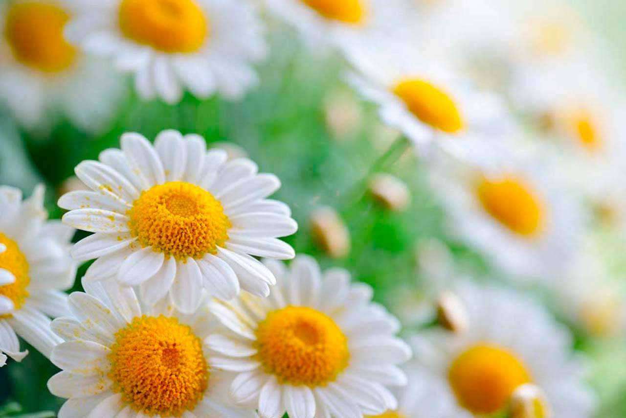 Фотообои в интерьере крупные ромашки  4-074 фото