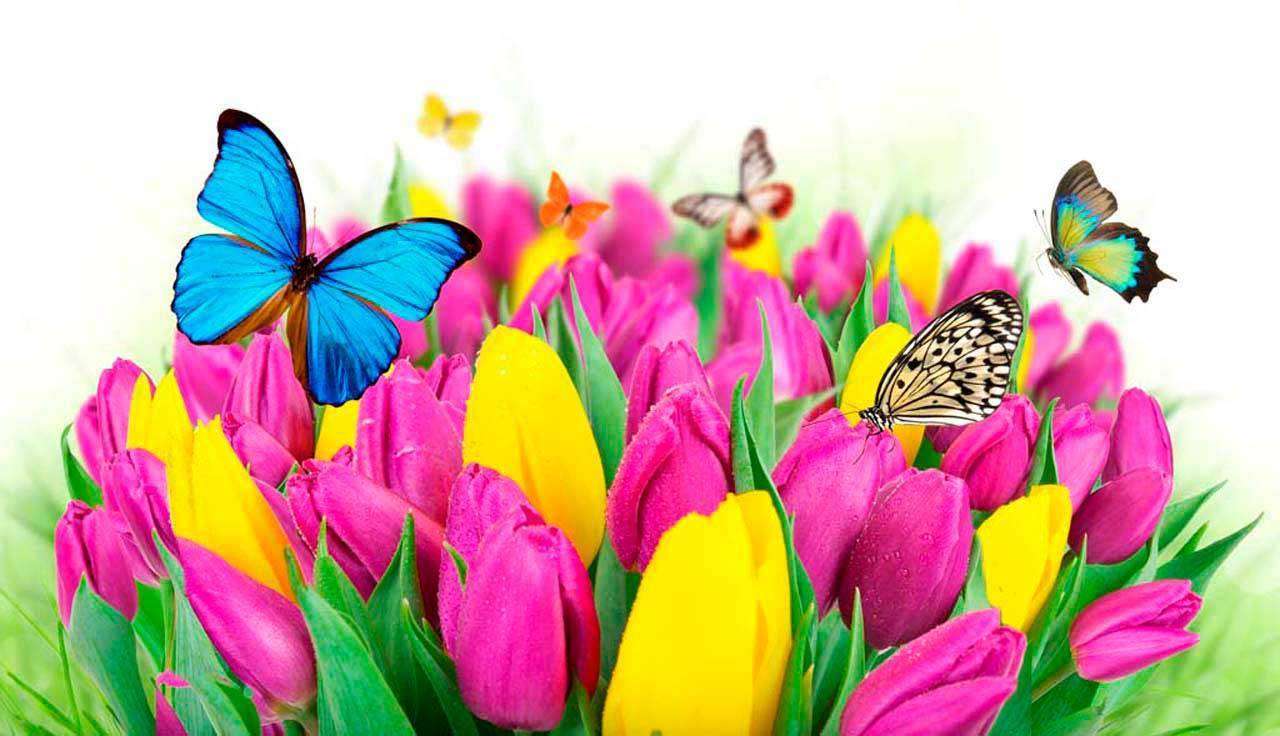 Фотообои в интерьере бабочки 3д и цветы  4-092 фото