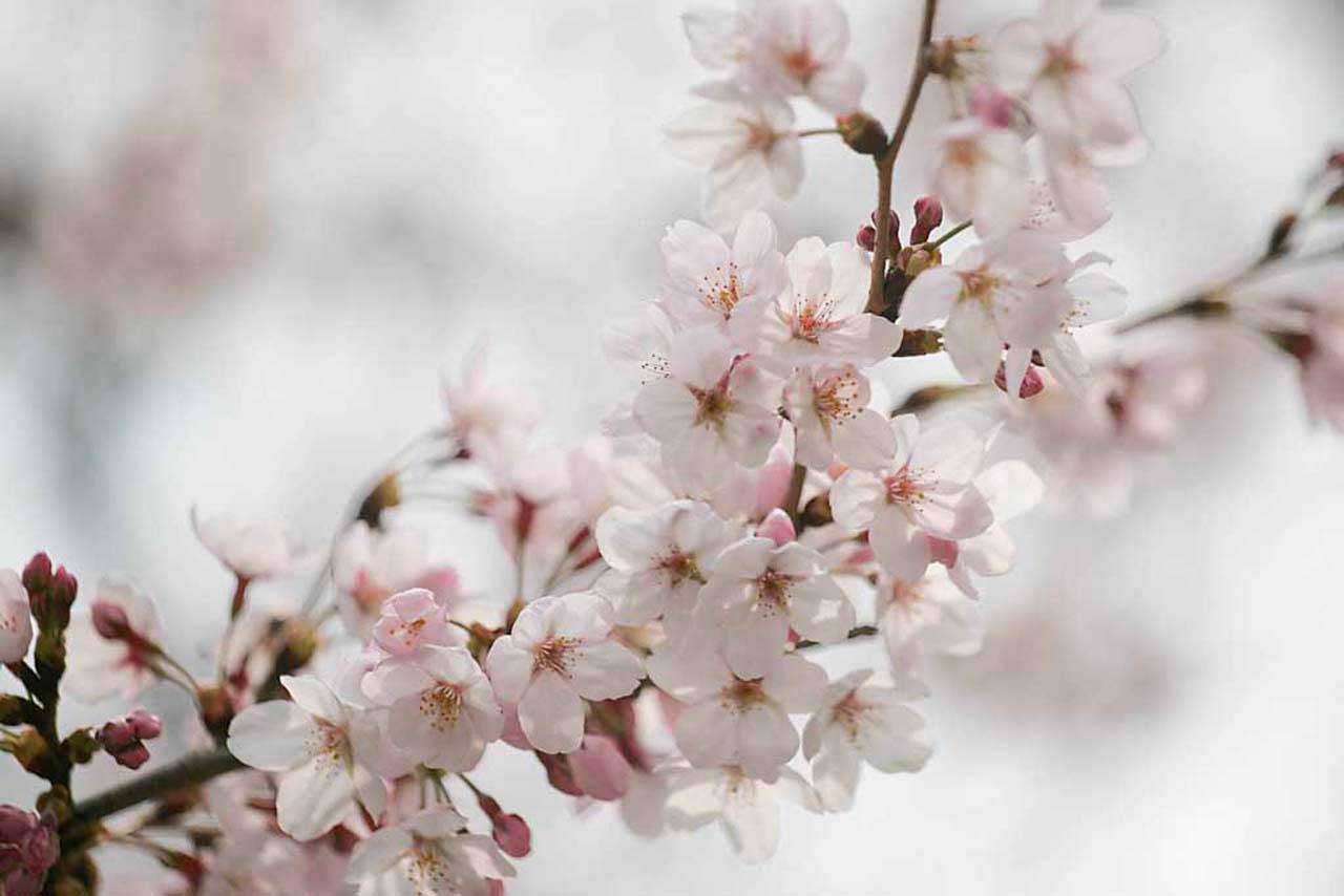 Фотообои в интерьере белоснежные лепестки сакуры  10-041 фото