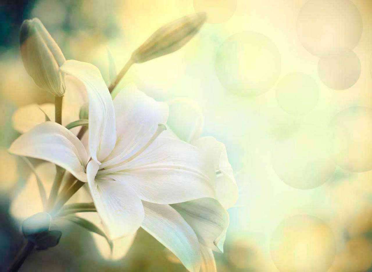 Фотообои в интерьере лилия утонченная  10-362 фото