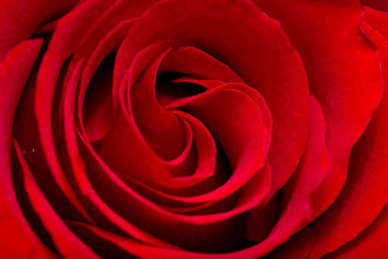 Фотообои в интерьере красная роза роскошная  10-276 фото