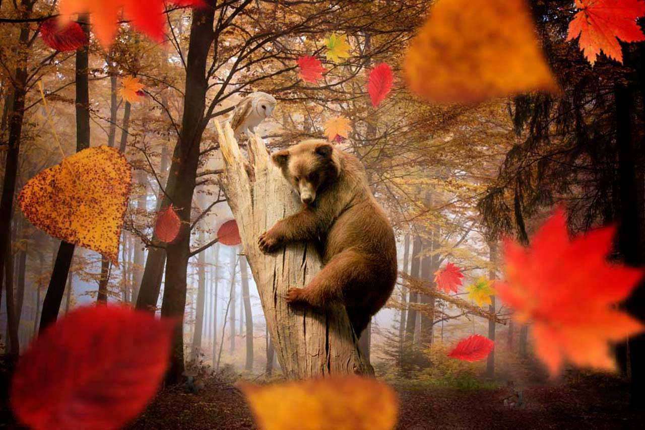 Фотообои в интерьере бурый медведь  4-168 фото