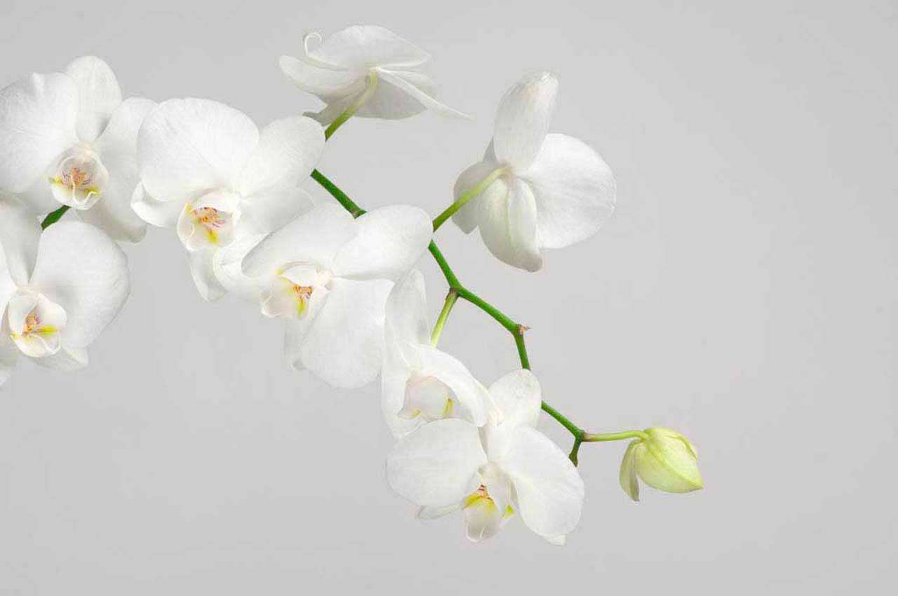 Фотообои в интерьере белая орхидея пышная  10-159 фото