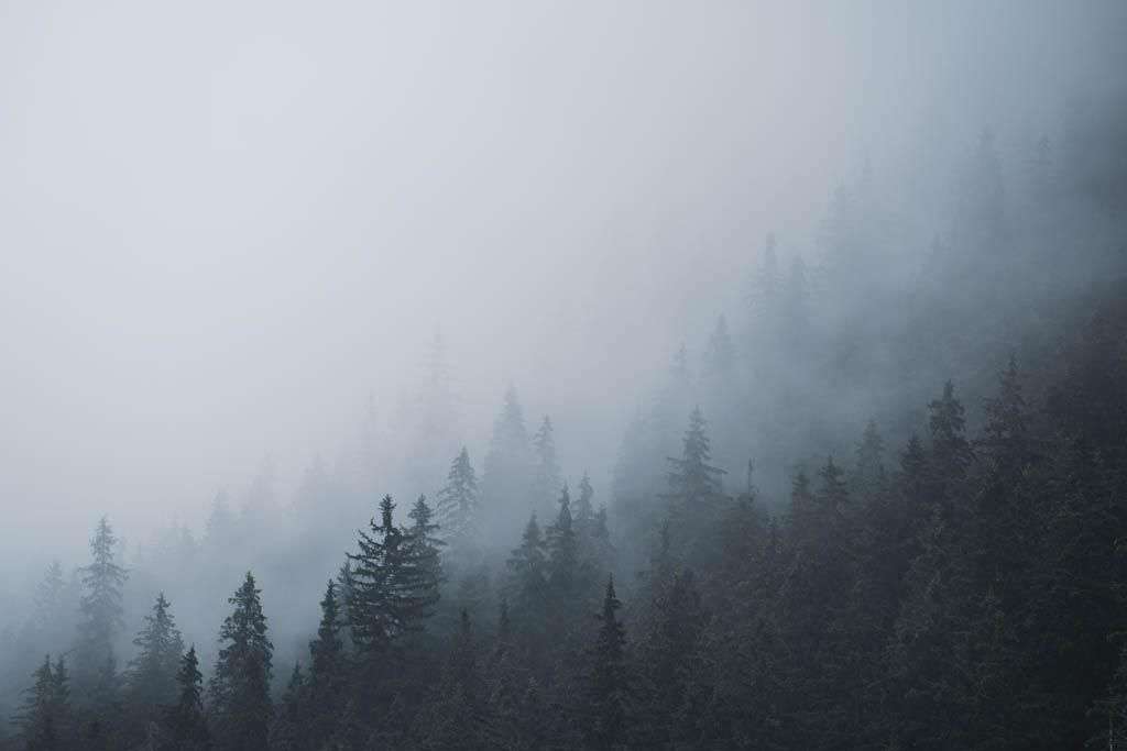 Фотообои в интерьере солнечные туманы  9-1157 фото