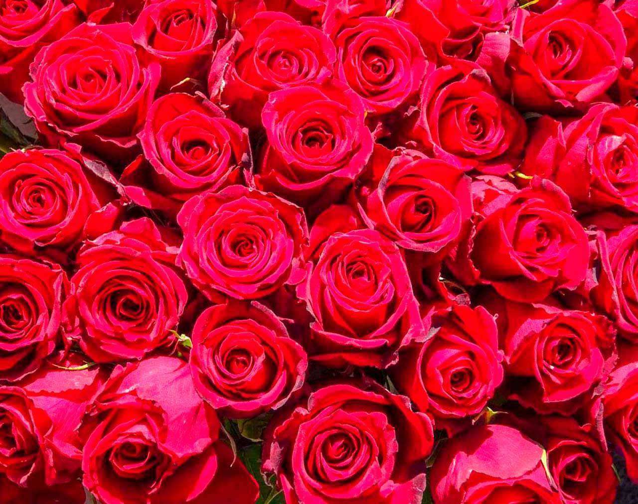 Фотообои в интерьере красные розы богатые  10-291 фото