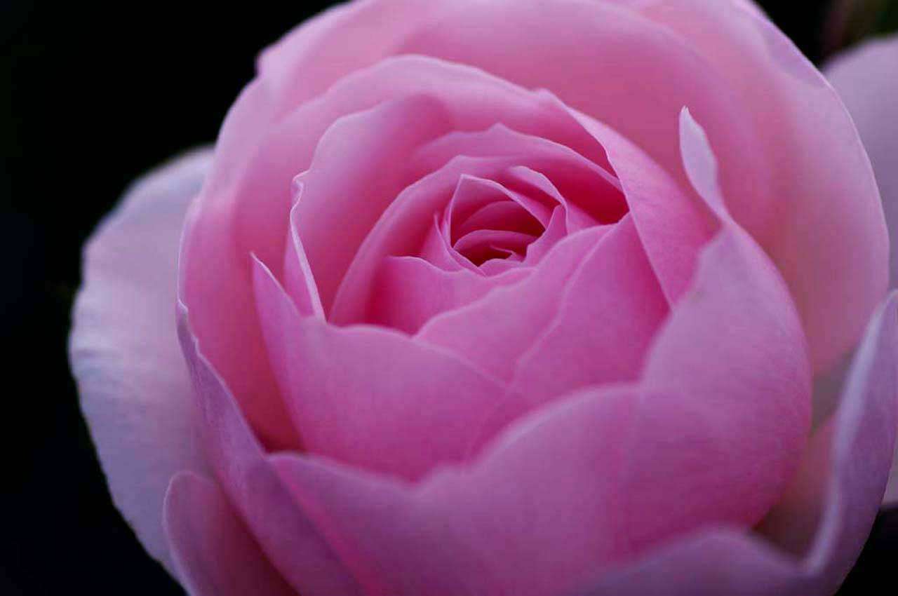 Фотообои в интерьере крупный розовый цветок на темном фоне  3-158 фото