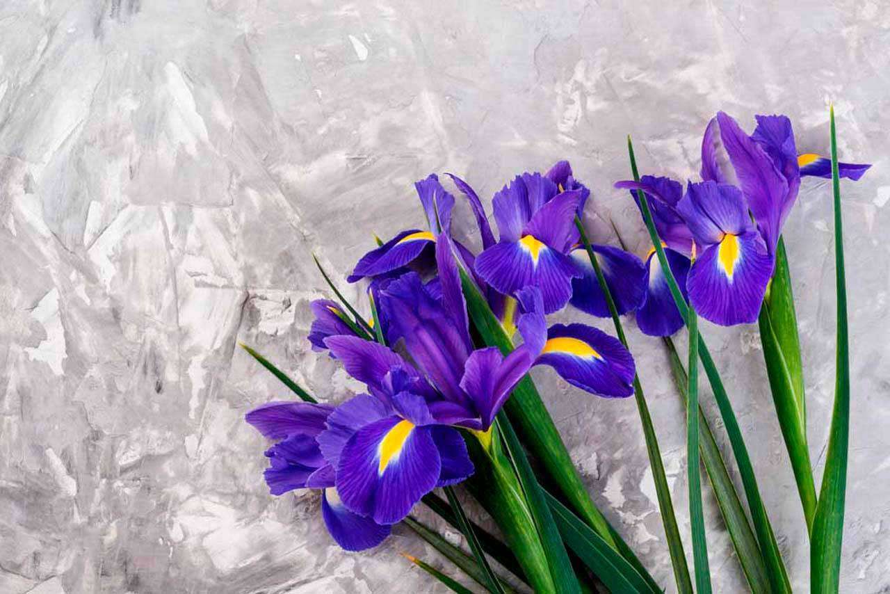 Фотообои в интерьере фиолетовый букет  10-004 фото