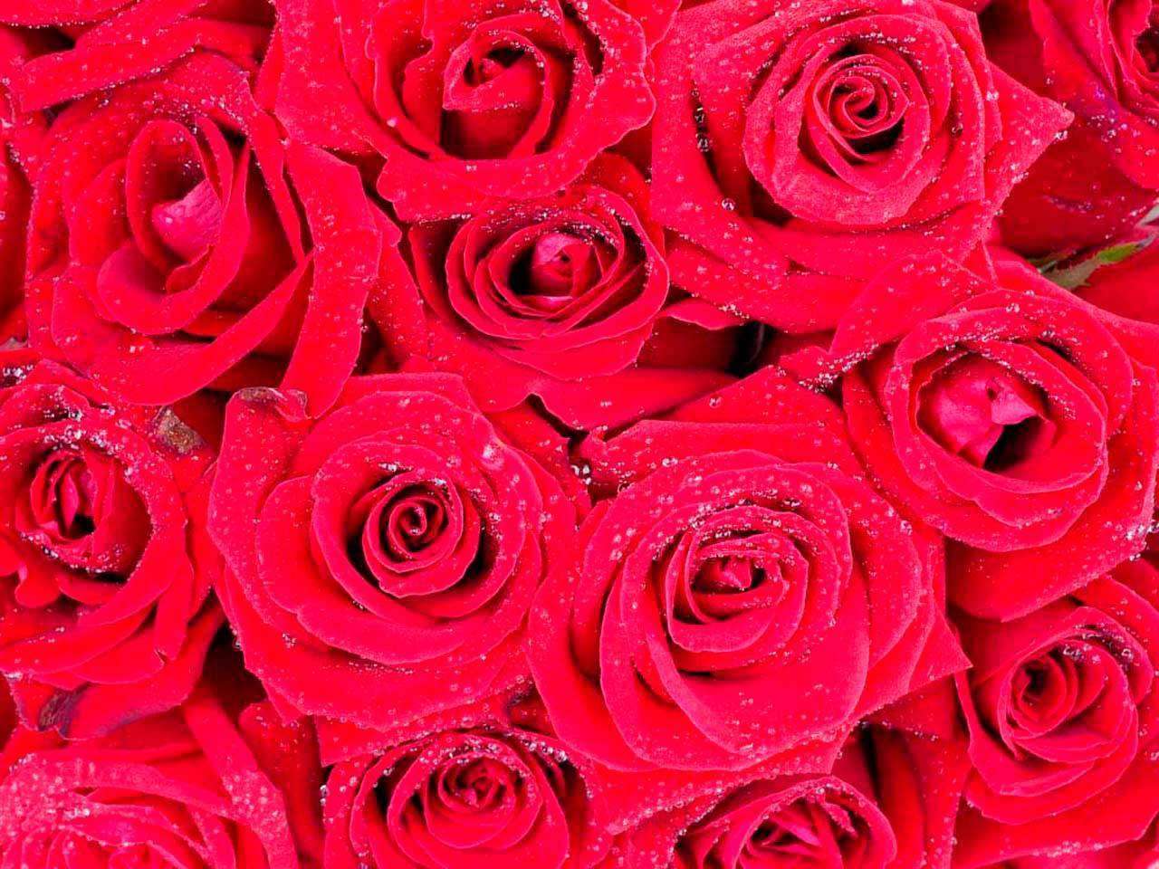 Фотообои в интерьере красные розы прекрасные  10-292 фото