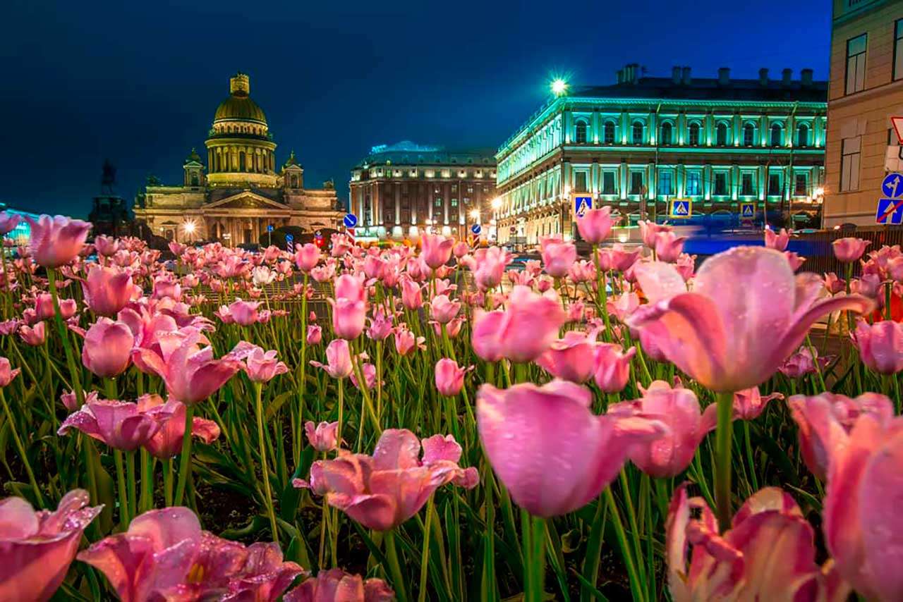 Фотообои в интерьере розовые тюльпаны у исаакиевского собора  9-663 фото