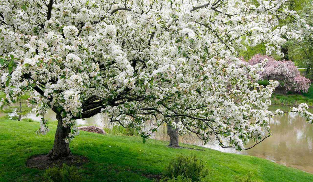 Фотообои в интерьере яблоневый сад  10-090 фото