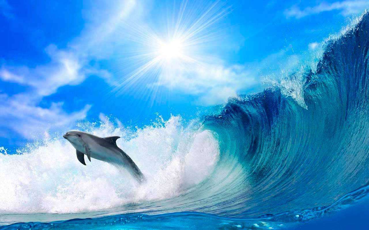 Фотообои в интерьере дельфин в море  3-079 фото