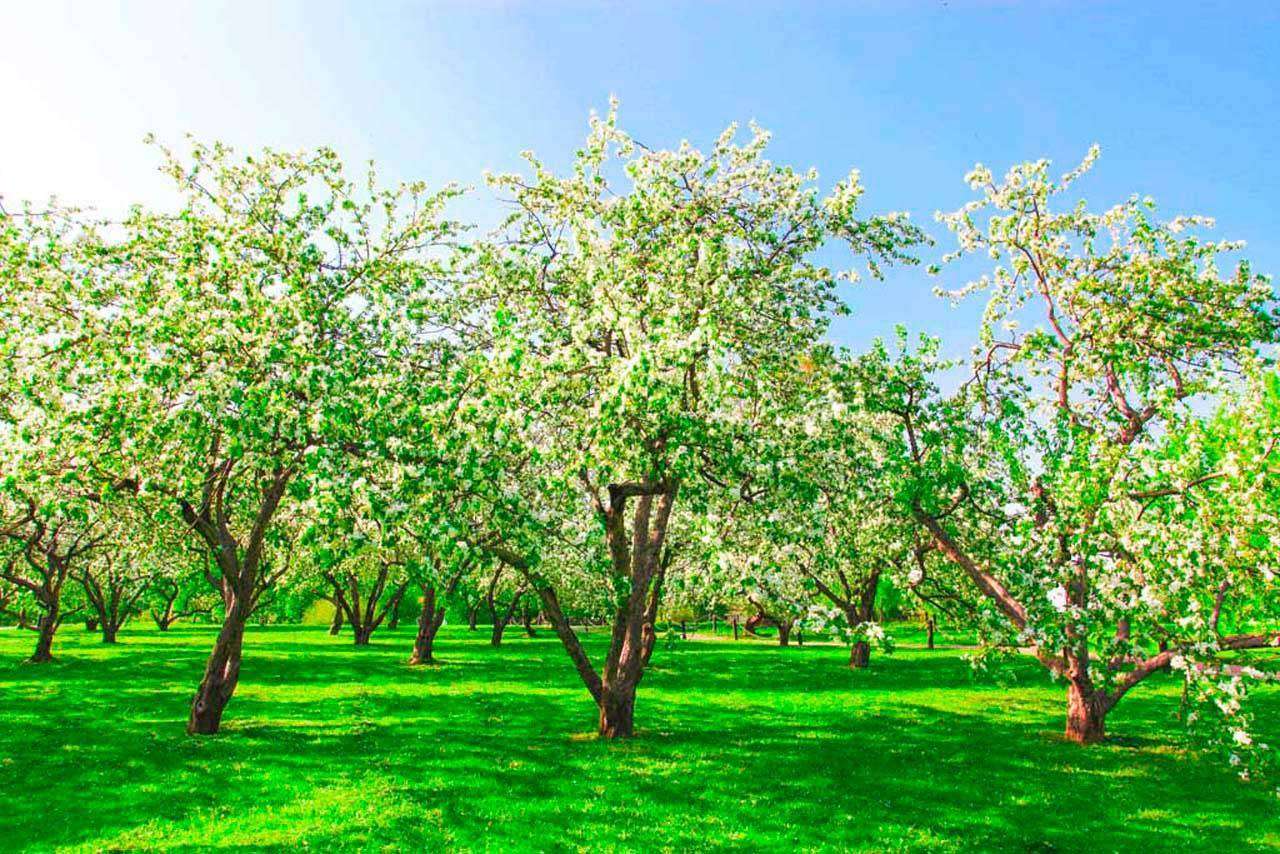 Фотообои в интерьере цветущие сады  10-093 фото