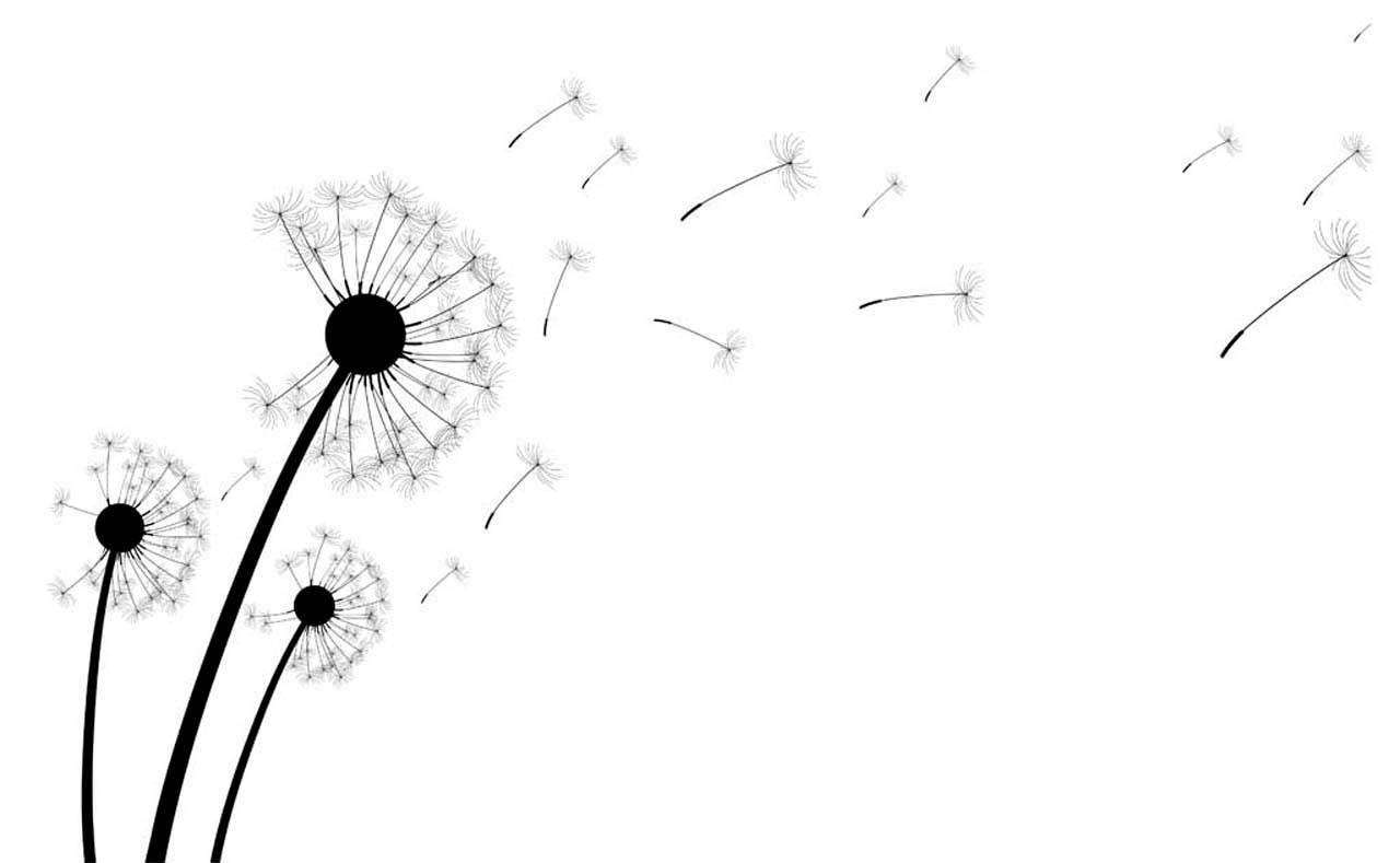 Фотообои в интерьере разлетевшиеся семена одуванчика на белом фоне  10-080 фото