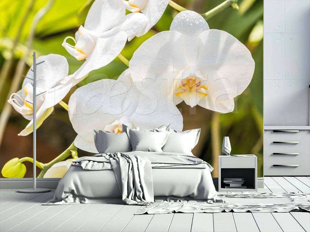 Фотообои в интерьере красивая веточка орхидеи  10-186 фото