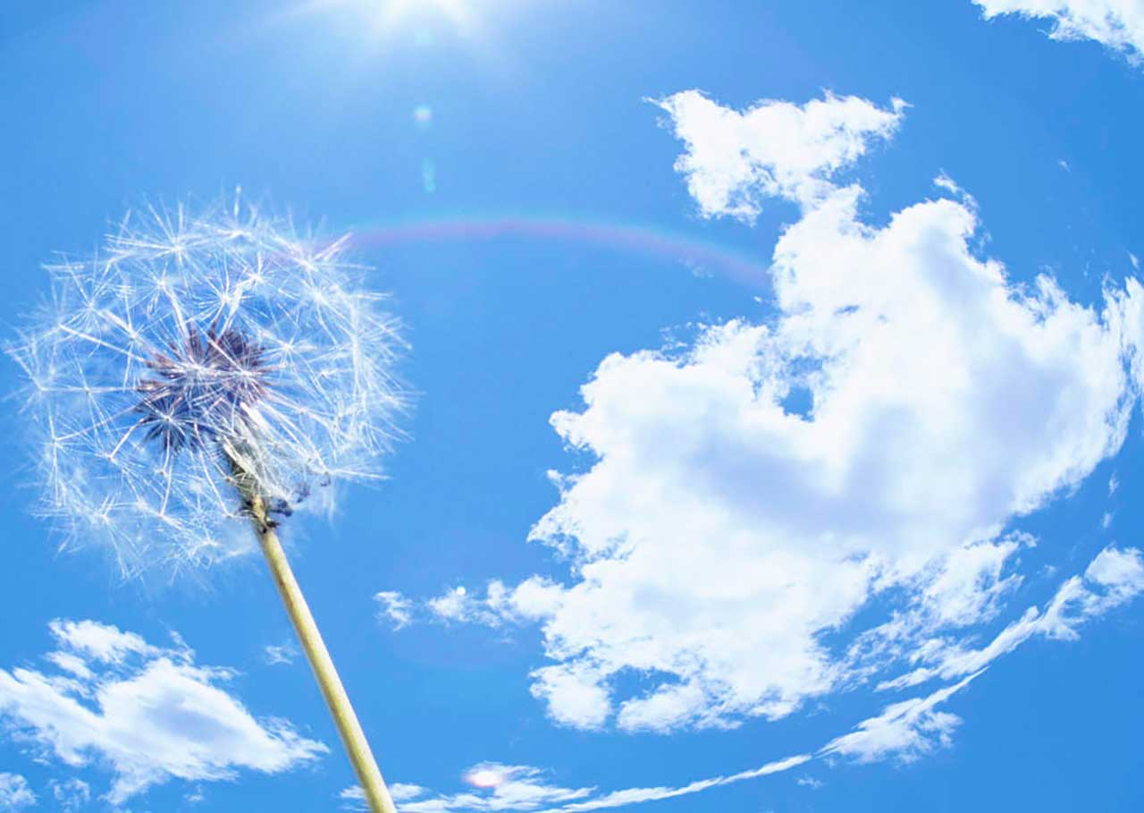 Фотообои в интерьере белый одуванчик в небе  9-378 фото