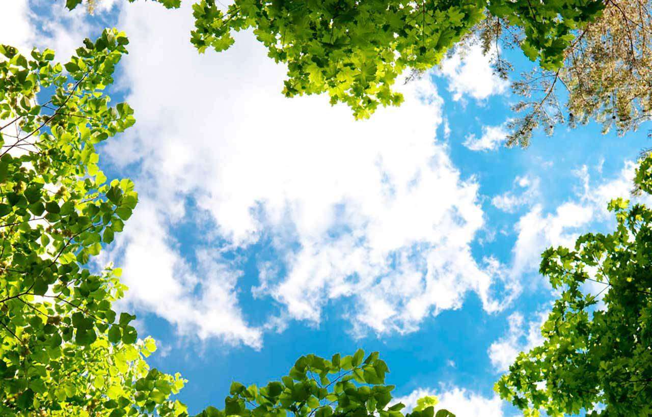 Фотообои в интерьере листва и уходящее вдаль небо  9-366 фото