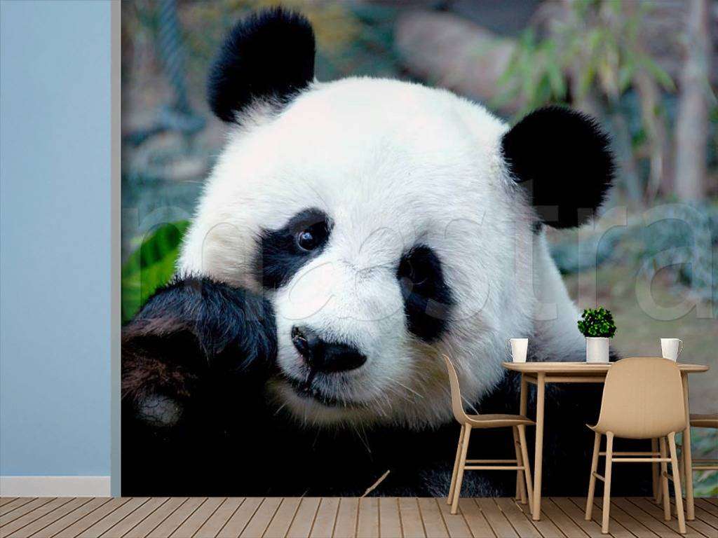 Фотообои Коала  4-169