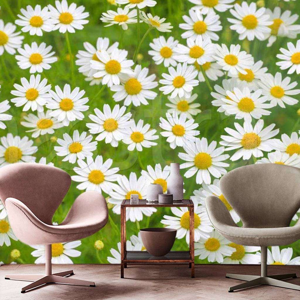 Фотообои Изумительное поле из ромашек  10-348