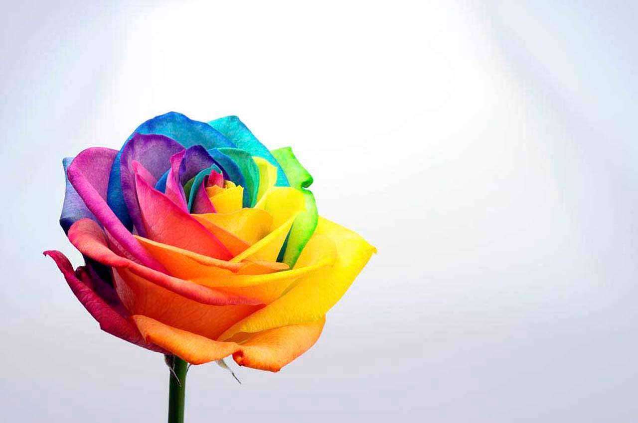 Фотообои в интерьере яркая роза  10-307 фото