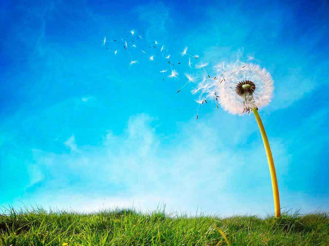 Фотообои в интерьере одуванчик на фоне голубого неба  10-070 фото