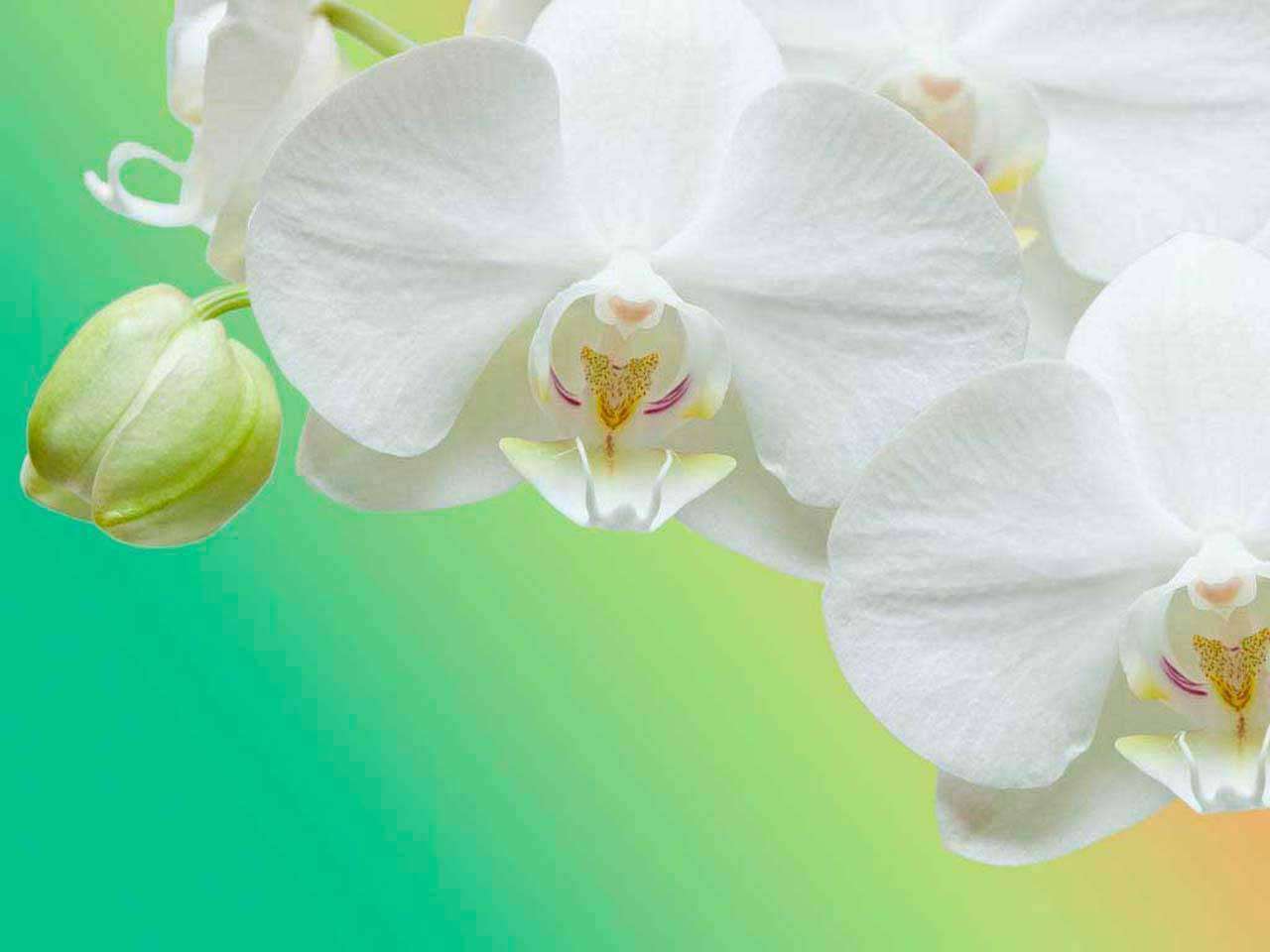 Фотообои в интерьере веточка орхидеи на зеленом фоне  10-185 фото