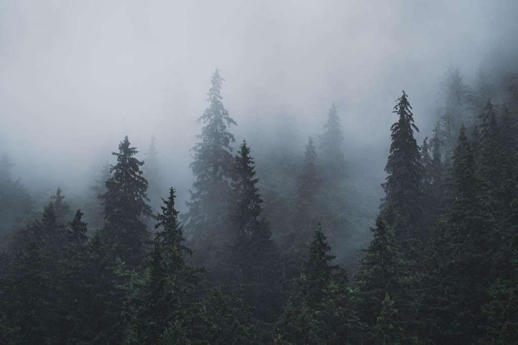 Фотообои в интерьере леса туманов  9-1156 фото