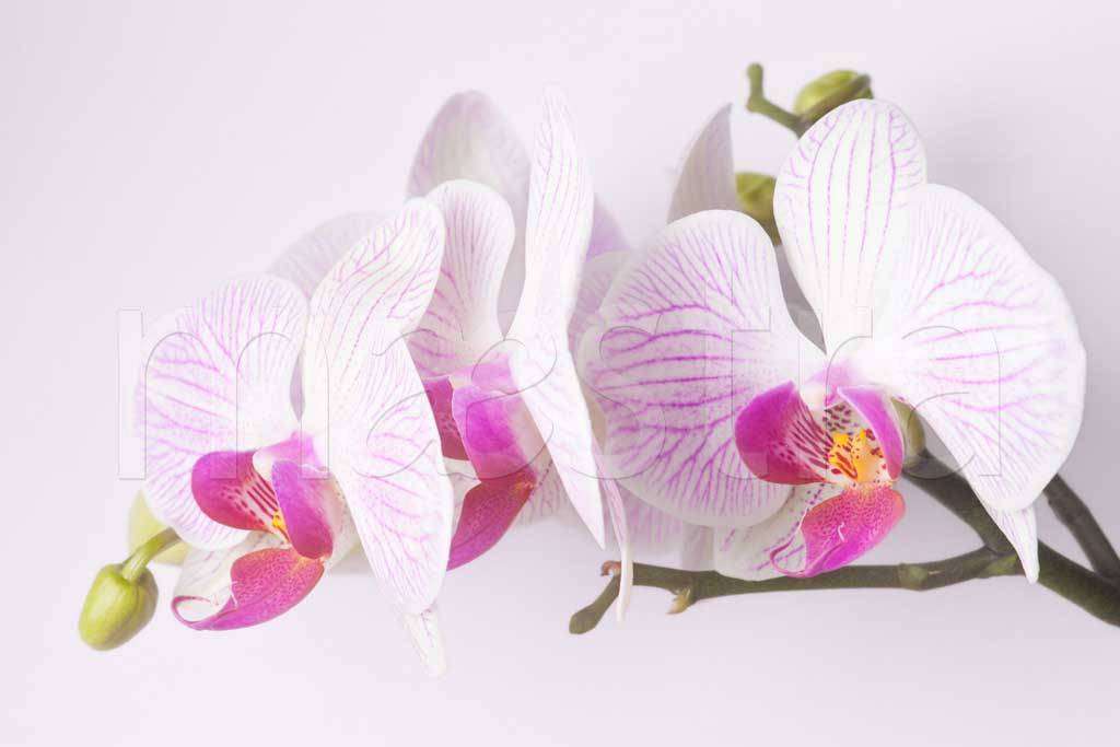 Фотообои в интерьере ветка орхидеи на светлом фоне  10-282 фото