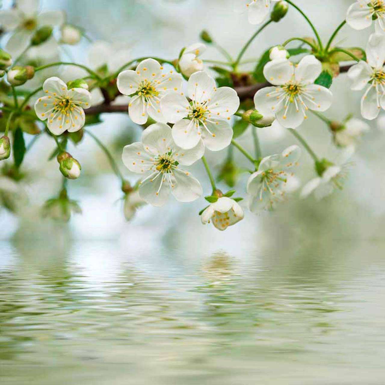 Фотообои в интерьере вишня у воды  10-097 фото