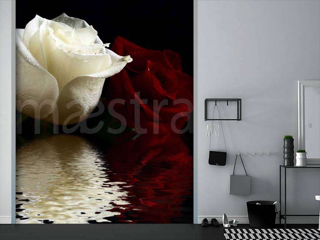 Фотообои Белая роза на темном фоне  10-317