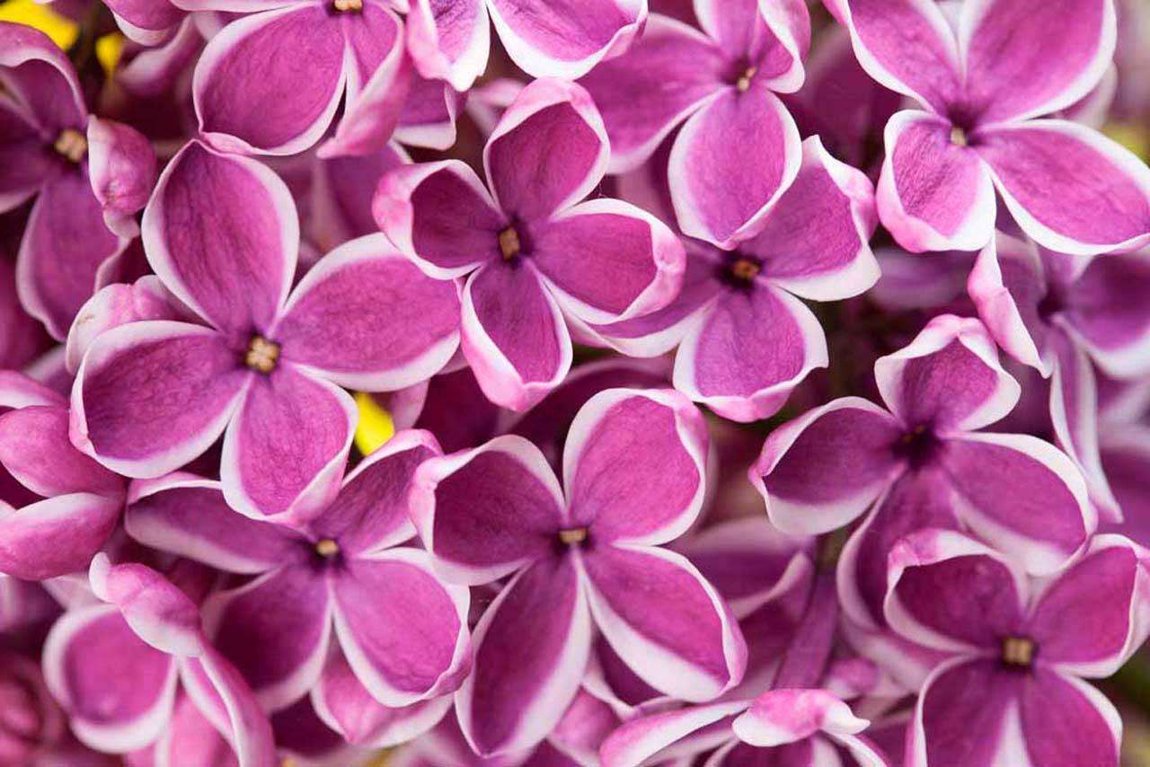 Фотообои в интерьере цветы сирени  10-060 фото