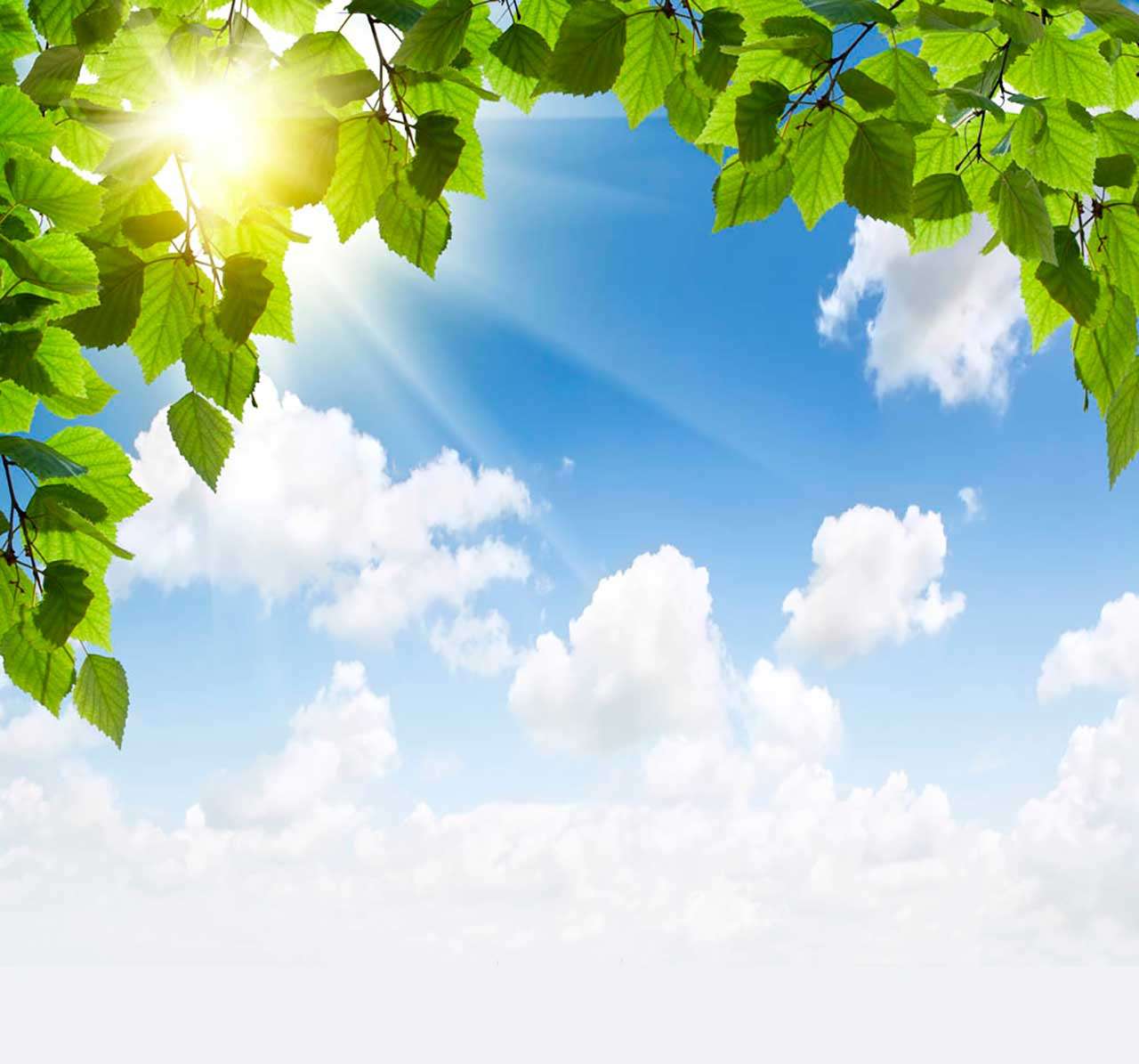 Фотообои в интерьере березовая листва на фоне неба  9-363 фото