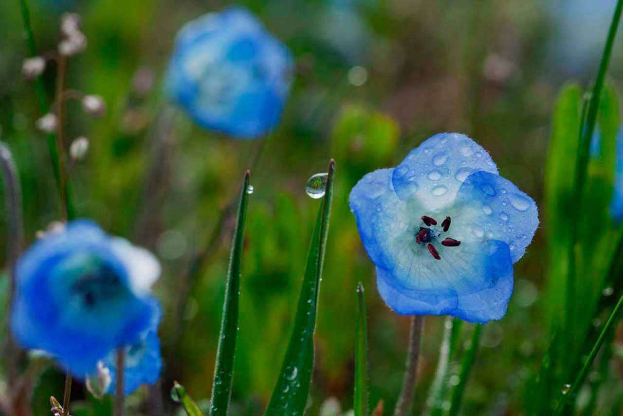 Фотообои в интерьере синий колокольчик  3-201 фото