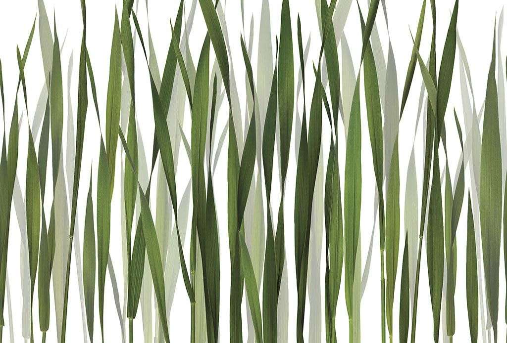 Фотообои в интерьере паттерн трава  9-1259 фото