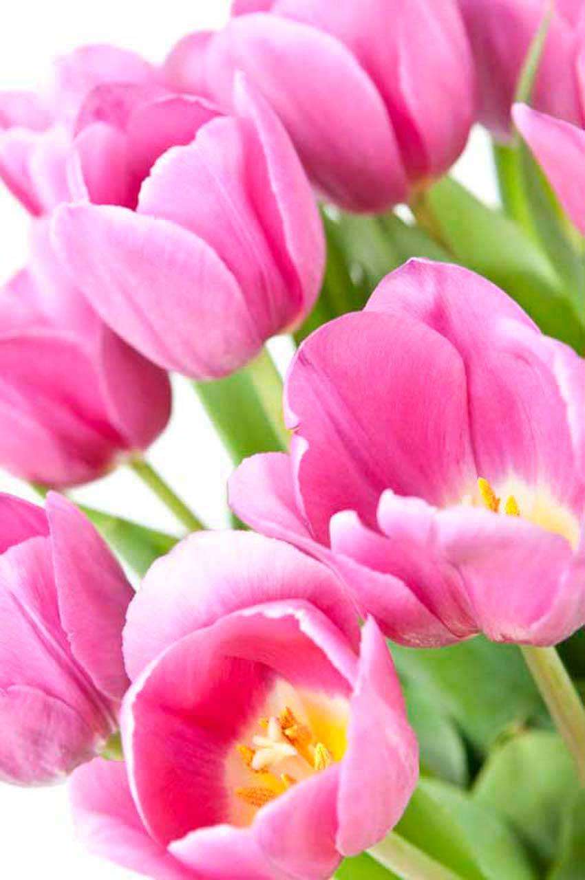 Фотообои в интерьере букет тюльпанов  10-129 фото