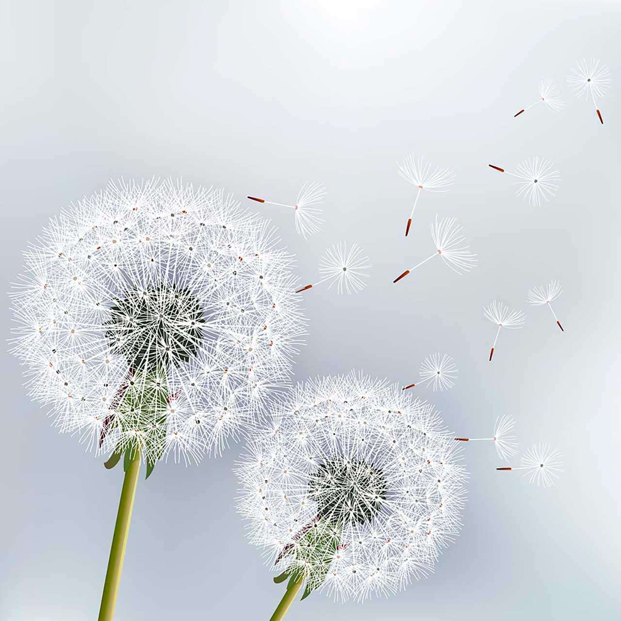 Фотообои в интерьере одуванчики на ветру  9-082 фото