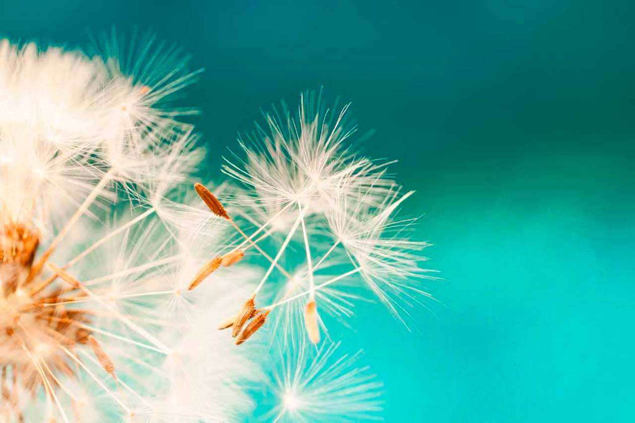 Фотообои в интерьере отцветший одуванчик на бирюзовом фоне  10-066 фото