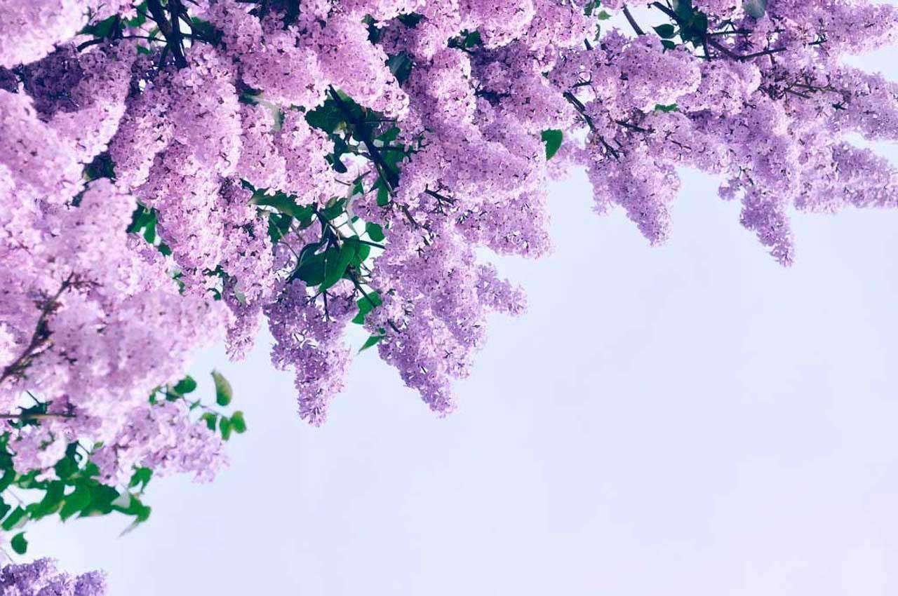 Фотообои в интерьере пушистая ветка сирени  10-049 фото